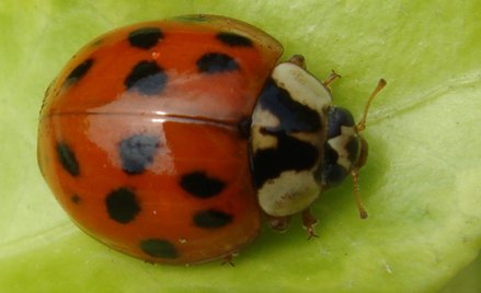 Biedronki azjatyckie. Czy są groźne dla człowieka?