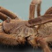 Odkryto gatunek tarantuli z „rogiem” na grzbiecie
