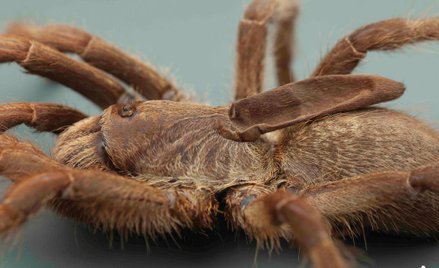 Odkryto gatunek tarantuli z „rogiem” na grzbiecie
