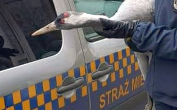 Strażnicy miejscy z Warszawy udzielili pomocy osłabionemu żurawiowi