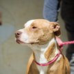 Amstaff pogryzł chłopców kąpiących się w jeziorze