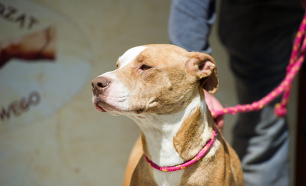 Amstaff pogryzł chłopców kąpiących się w jeziorze