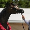 Najlepszy koń pokazu Best in Show - klacz Epiforana