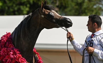 Najlepszy koń pokazu Best in Show - klacz Epiforana