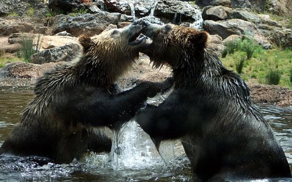 Niedźwiedzie grizzly. Fot. Mila Zinkova