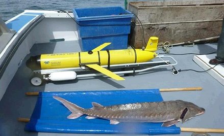 Robot OTIS dwumetrowa podwodna torpeda do obserwowania ryb