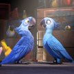 Ptak, który był bohaterem filmu "Rio", wyginął