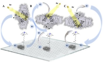 Drogi przenoszenia elektronów w nanosystemach biomolekularnych. A) Bioelektroda z losowo zorientowan