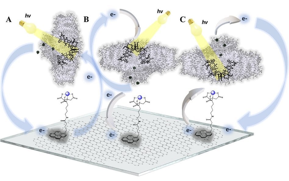 Drogi przenoszenia elektronów w nanosystemach biomolekularnych. A) Bioelektroda z losowo zorientowan