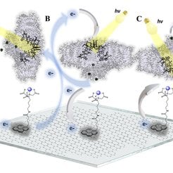 Drogi przenoszenia elektronów w nanosystemach biomolekularnych. A) Bioelektroda z losowo zorientowan