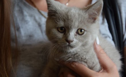 Elbląg: Ukradł kota byłej partnerce. Grozi mu 5 lat więzienia