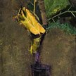 Fikus z żółtym liściem, olej na płótnie (1998)