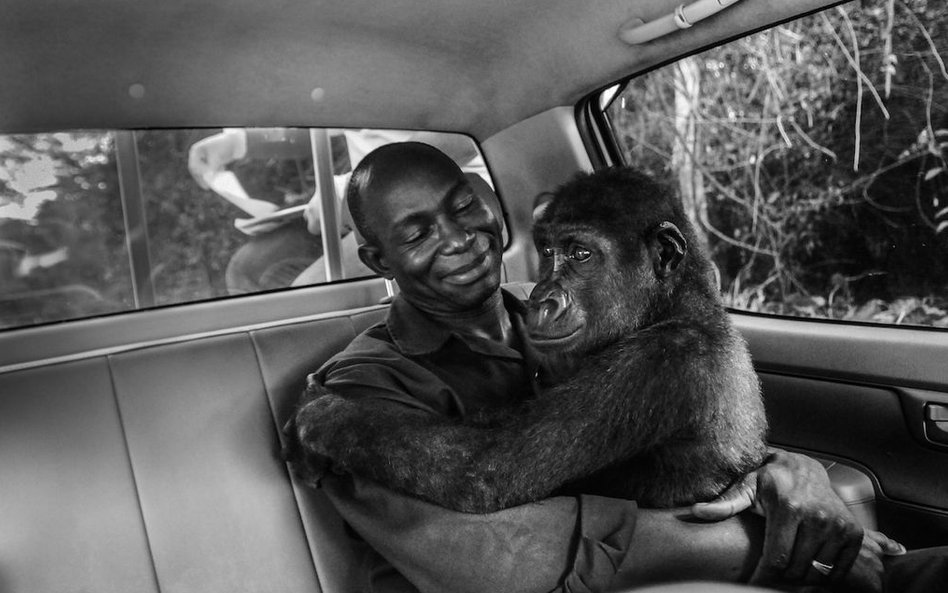 Goryl w rękach swojego opiekuna, gdy jadą do nowego, większego zakątka dla zwierząt. Ludzie zajmują 