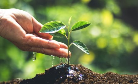 Sąd: Budujesz dom? Musisz posadzić dwa drzewa