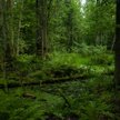 Puszcza Białowieska (fot. Magic Madzik)