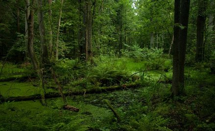 Puszcza Białowieska (fot. Magic Madzik)