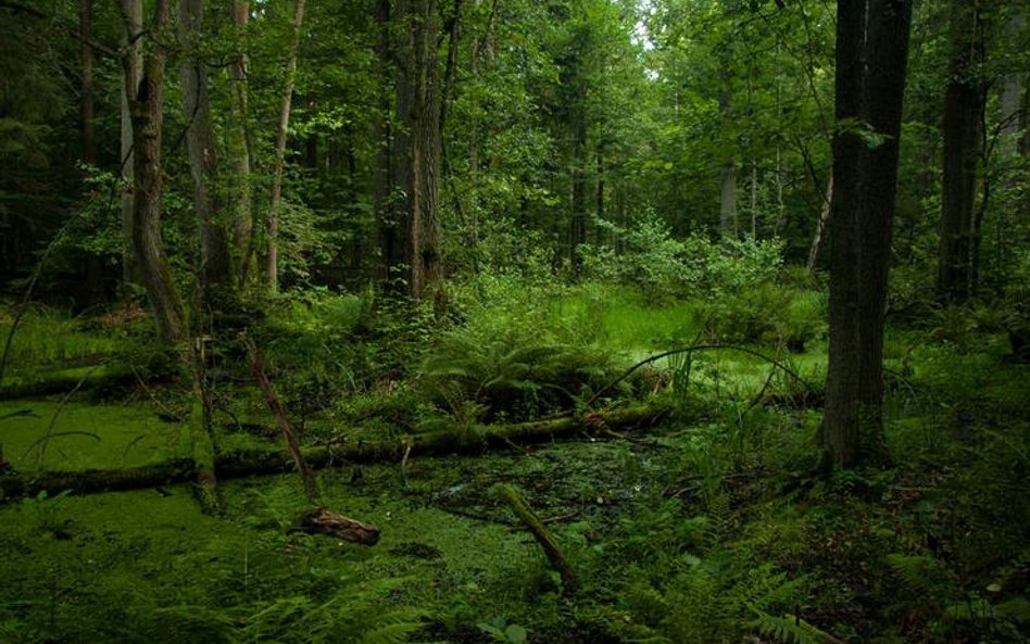Puszcza Białowieska (fot. Magic Madzik)