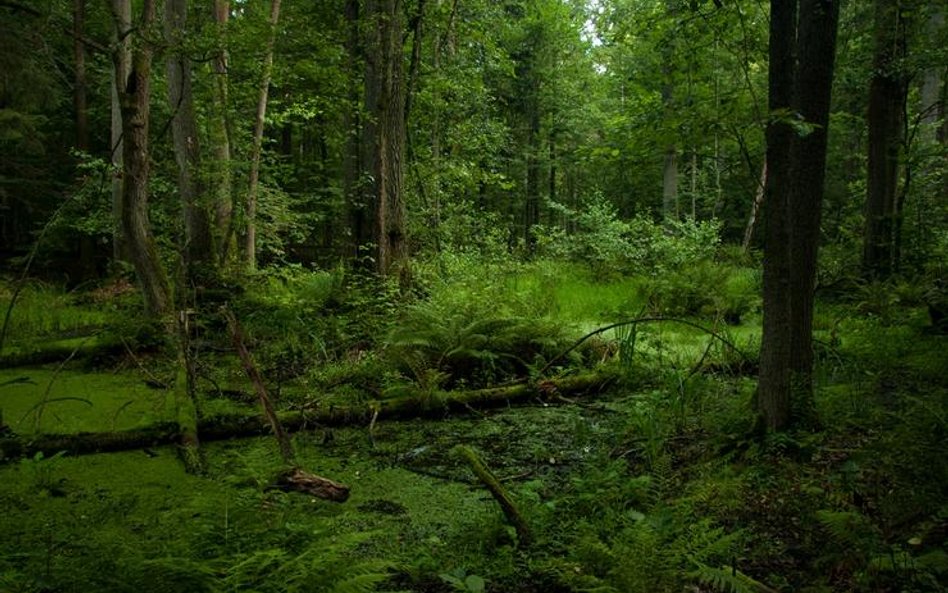 Puszcza Białowieska (fot. Magic Madzik)