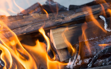 Eksperci: spalanie drewna w elektrowniach mija się z celem
