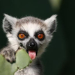 Mafijne porachunki lemurów