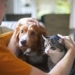 500+ na psa i kota. Przyjmowanie wniosków dobiega końca