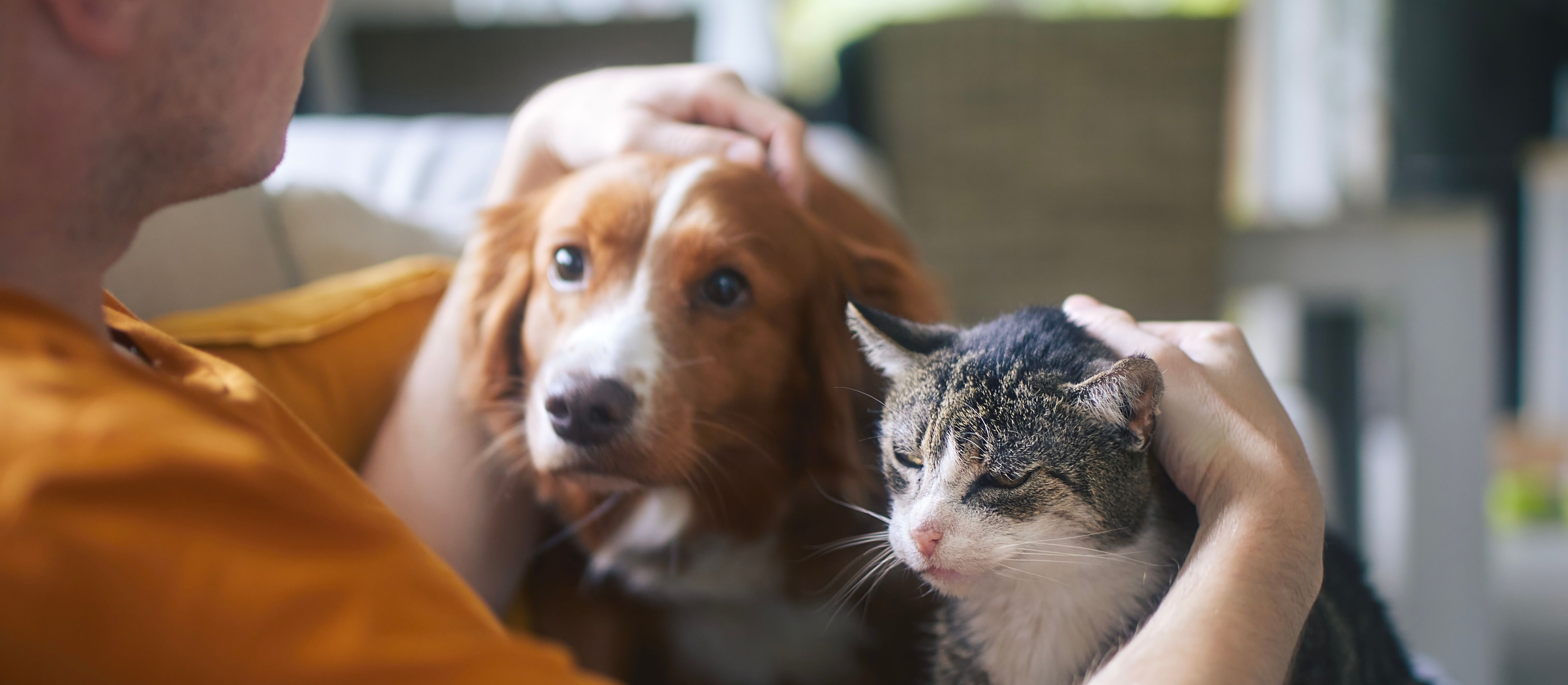 Szykują się nowe obowiązki dla właścicieli psów i kotów. Sejm przyjął ustawę o KROPiK