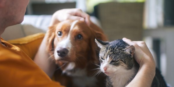 500+ na psa i kota. Przyjmowanie wniosków dobiega końca