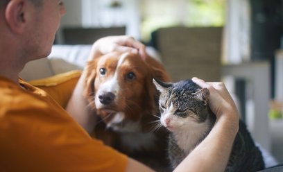 W ciągu 5 lat rejestr obejmie całą populację psów i znaczną część populacji kotów w Polsce.