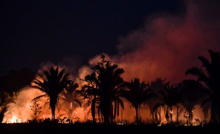 Nowo odkryty gatunek małpy krok od zagłady