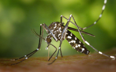 Samica komara tygrysiego. Fot. James Gathany, CDC