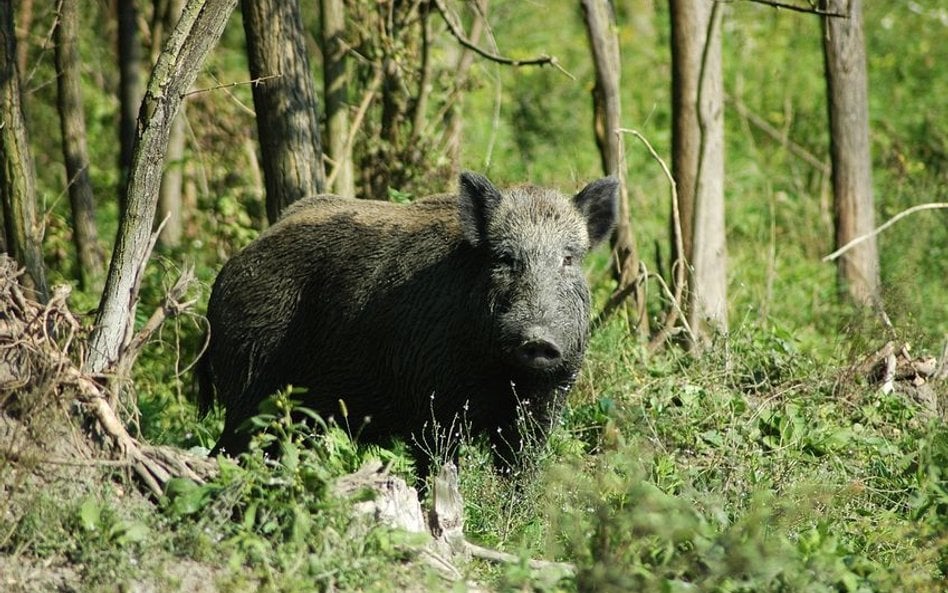 Kobieta zmarła po ataku dzika