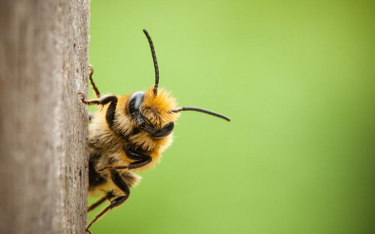 Masowa śmierć pszczół w Rosji