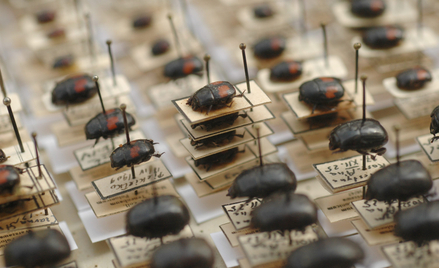Kolekcja chrząszczy Szymona Tenenbauma Muzeum i Instytutu Zoologii Polskiej Akademii Nauk