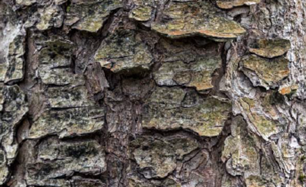 O czym mówią drzewa