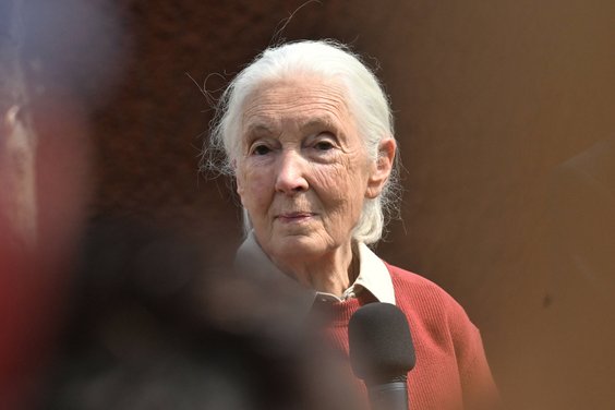 Jane Goodall