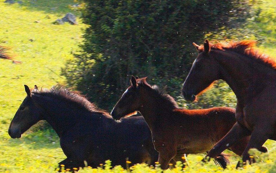 Mnisi tworzą zoo inne niż wszystkie