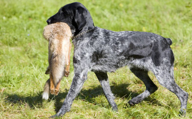 Jeremy Hunt obiecuje: Wróci polowanie na lisy z psami