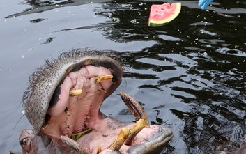 Goście zoo mogli wziąć udział w pokazowym karmieniu hipopotamów