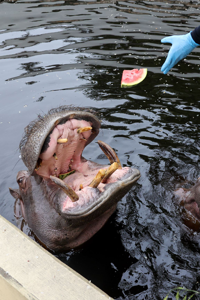 Goście zoo mogli wziąć udział w pokazowym karmieniu hipopotamów