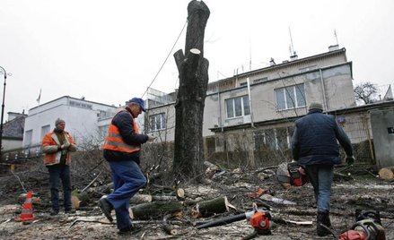 Nadal nie wiadomo, ile trzeba zapłacić za wycięcie drzewa.