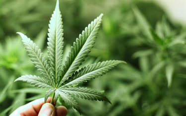 RPO: medyczna marihuana faktycznie jest niedostępna dla chorych