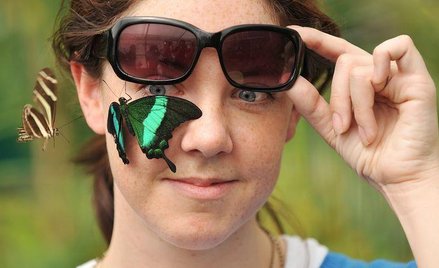 Wielka Brytania. Prezentacja ekspozycji "Butterfly Jungle" w Muzeum Historii Naturalnej w Londynie