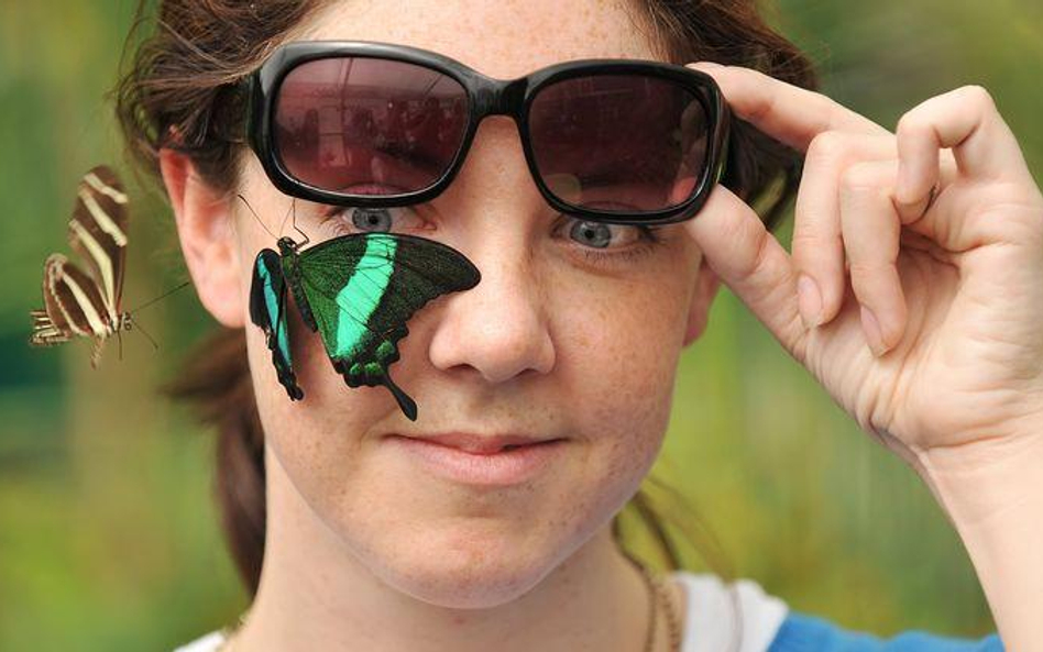 Wielka Brytania. Prezentacja ekspozycji "Butterfly Jungle" w Muzeum Historii Naturalnej w Londynie