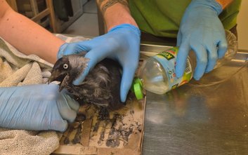 Pułapki lepowe nie działają selektywnie, dlatego stanowią zagrożenie także dla zwierząt objętych och