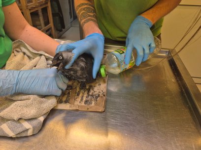 Pułapki lepowe nie działają selektywnie, dlatego stanowią zagrożenie także dla zwierząt objętych och