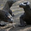 Chcesz obejrzeć warany z Komodo? 500 dolarów. "Park narodowy jest dla wyjątkowych ludzi"