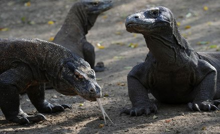 Chcesz obejrzeć warany z Komodo? 500 dolarów. "Park narodowy jest dla wyjątkowych ludzi"