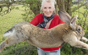 Skradziono największego królika świata. 2000 funtów nagrody