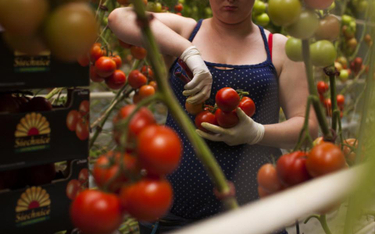 Kolejne zagrożenia brexitu. Zdrożeją pomidory, Unilever robi zapasy lodów