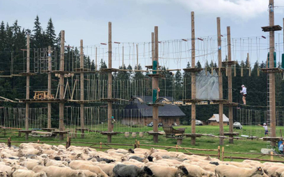 Piorun uderzył w podpory parku linowego na Siwej Polanie w Tatrach. Padło 11 owiec.